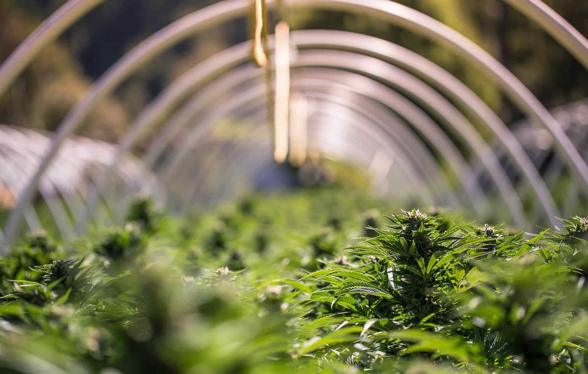 Cannabis plantation